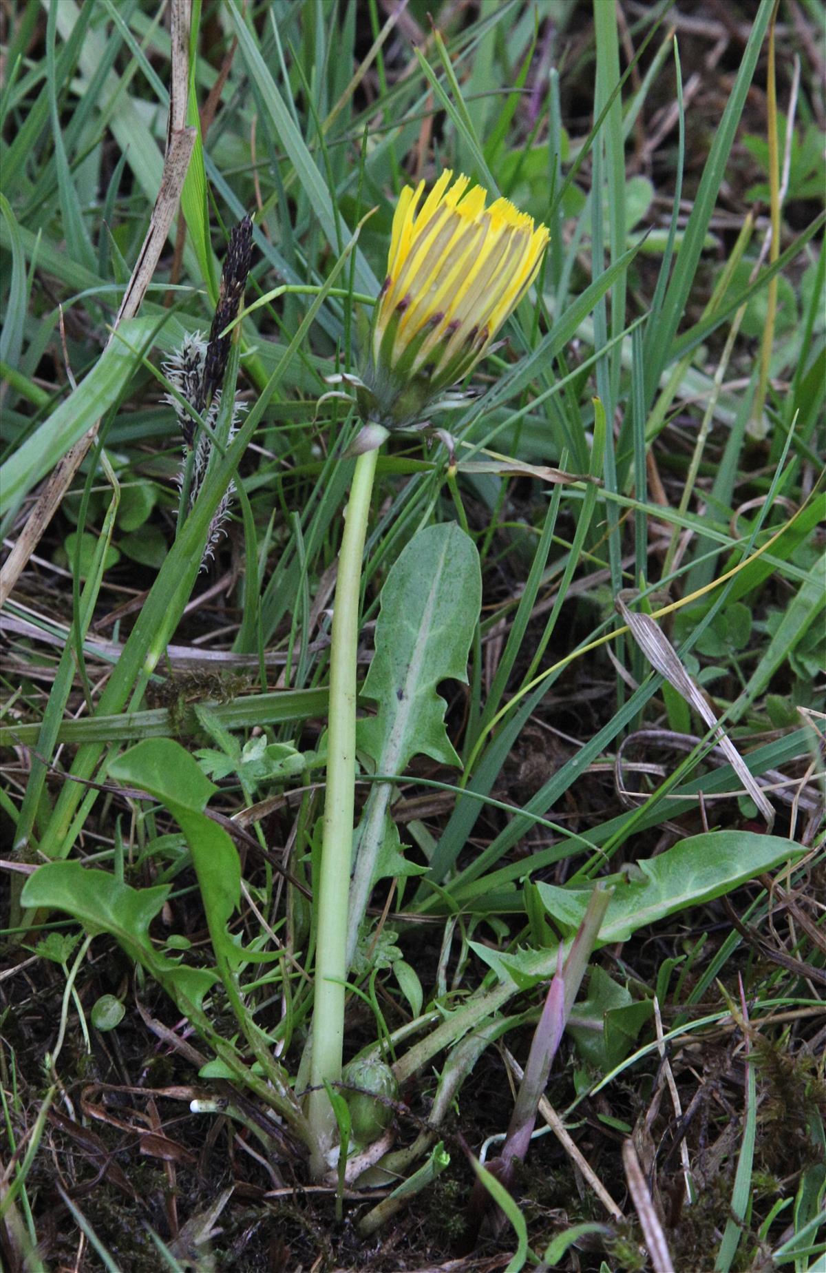 Taraxacum lucidum (door Jelle J. Hofstra)