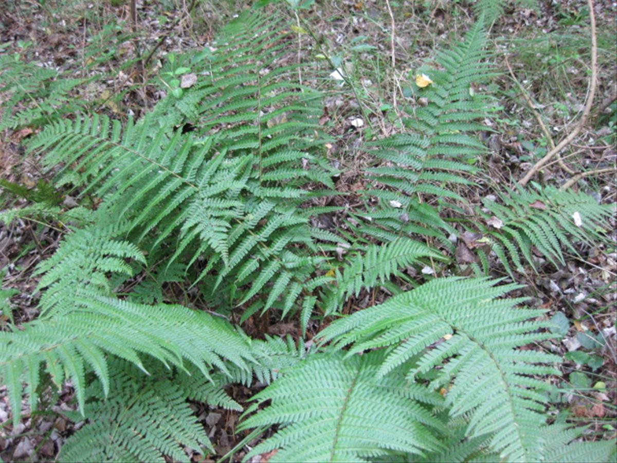 Dryopteris affinis subsp. affinis (door Sipke Gonggrijp)