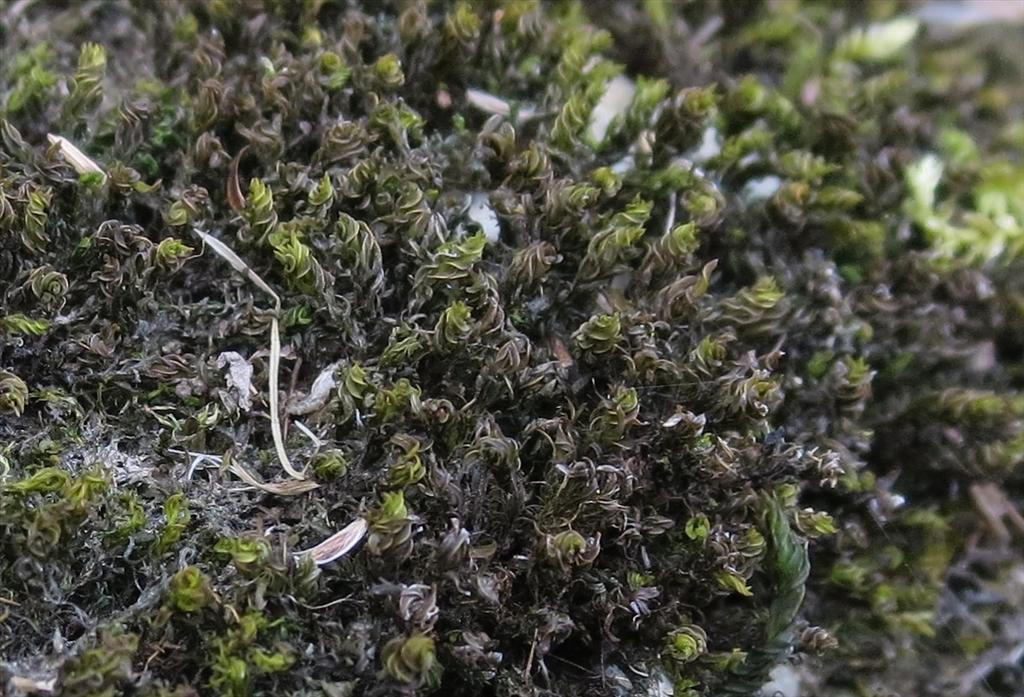 Dialytrichia mucronata var. mucronata (door Koos van der Vaart)