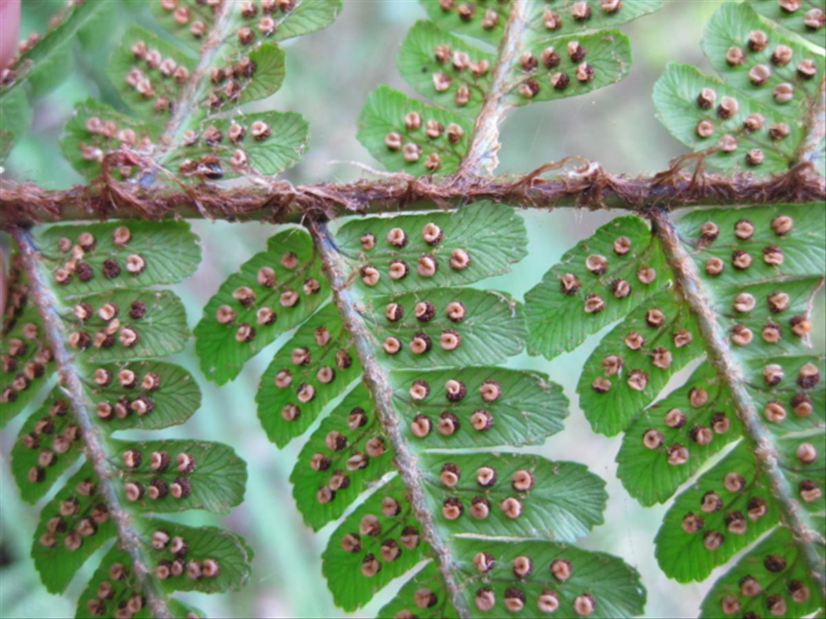 Dryopteris affinis subsp. affinis (door Sipke Gonggrijp)