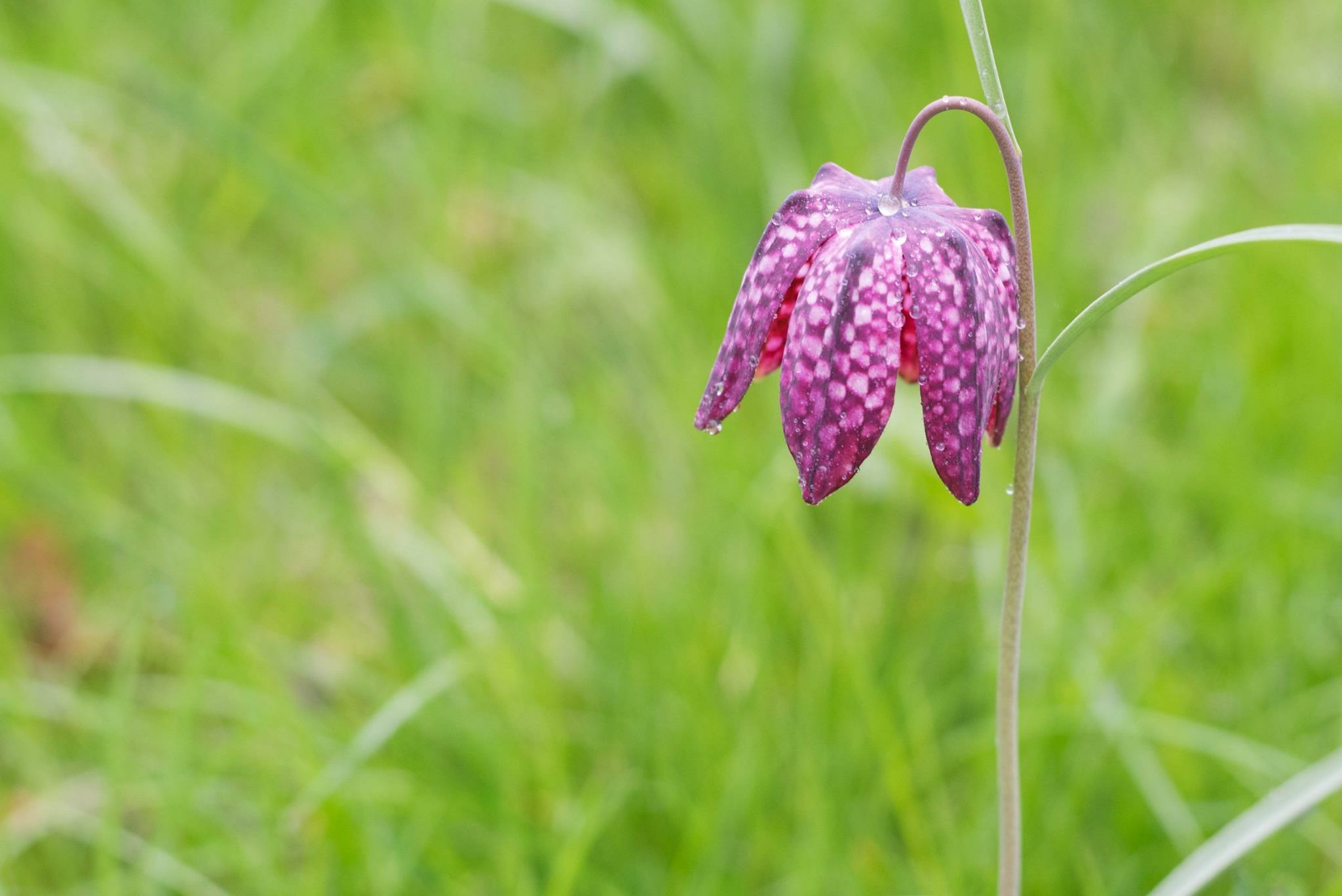 Fritillaria meleagris (door Annette van der Aa)