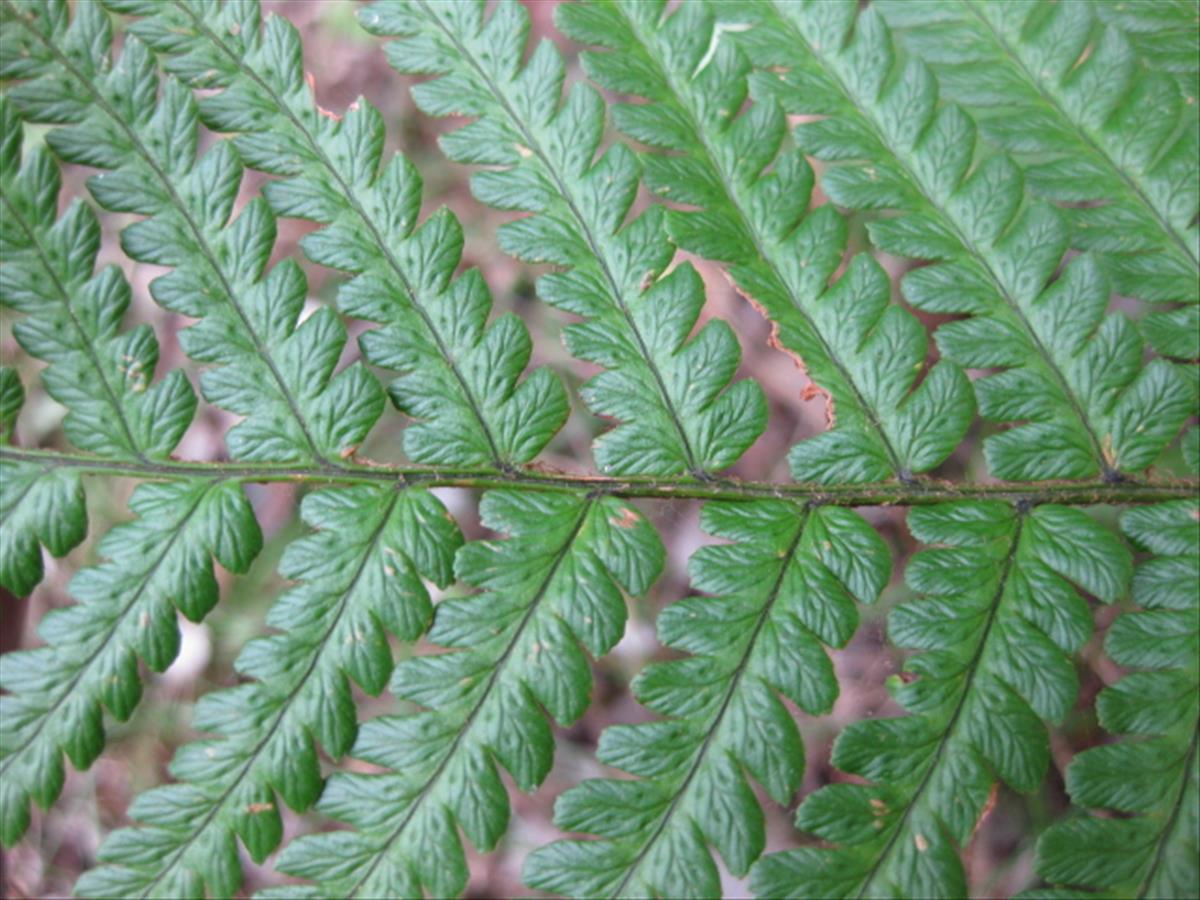 Dryopteris affinis subsp. affinis (door Sipke Gonggrijp)