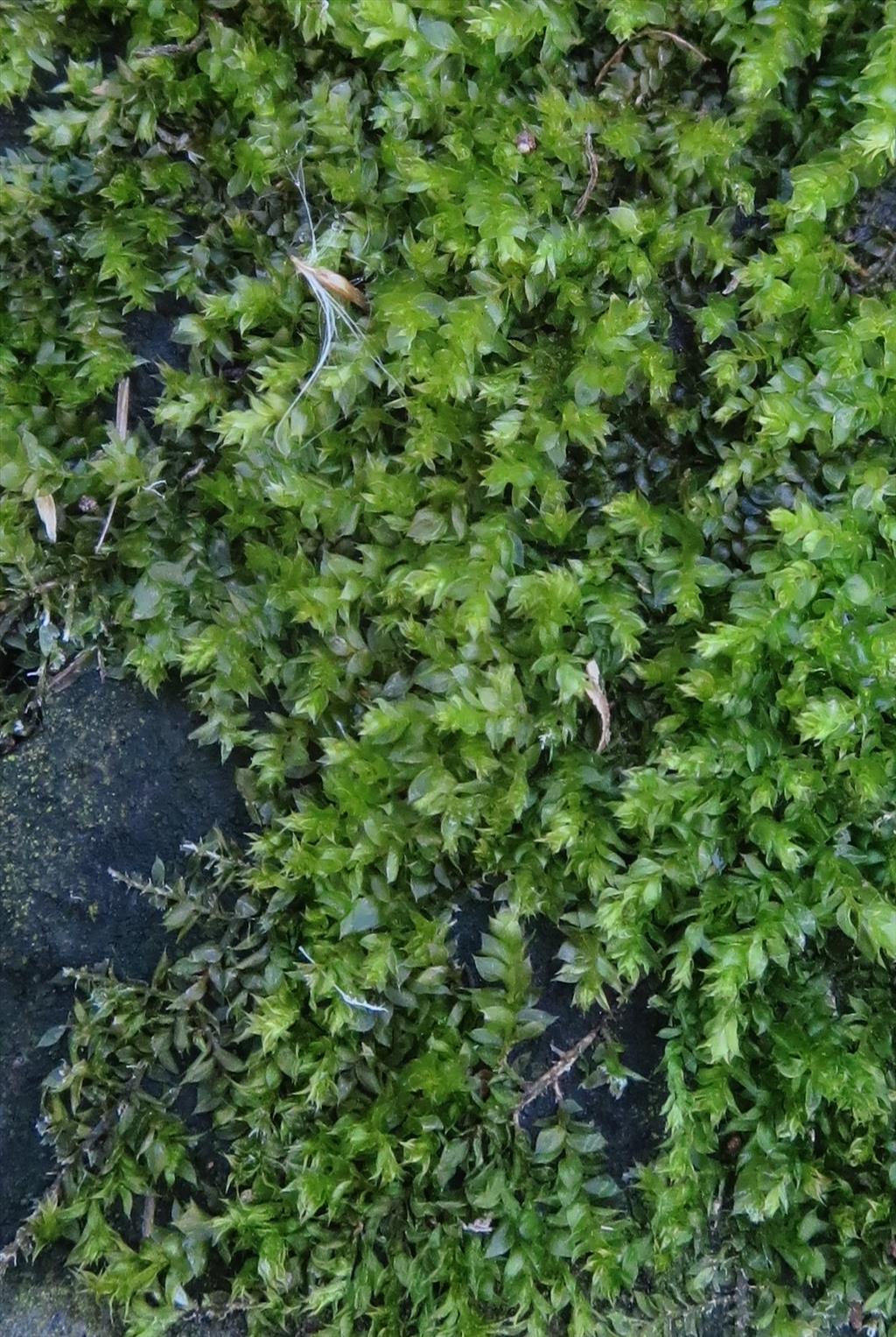 Rhynchostegium rotundifolium (door Koos van der Vaart)