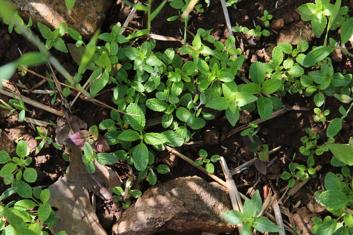 Stachys annua (door Stef van Walsum)