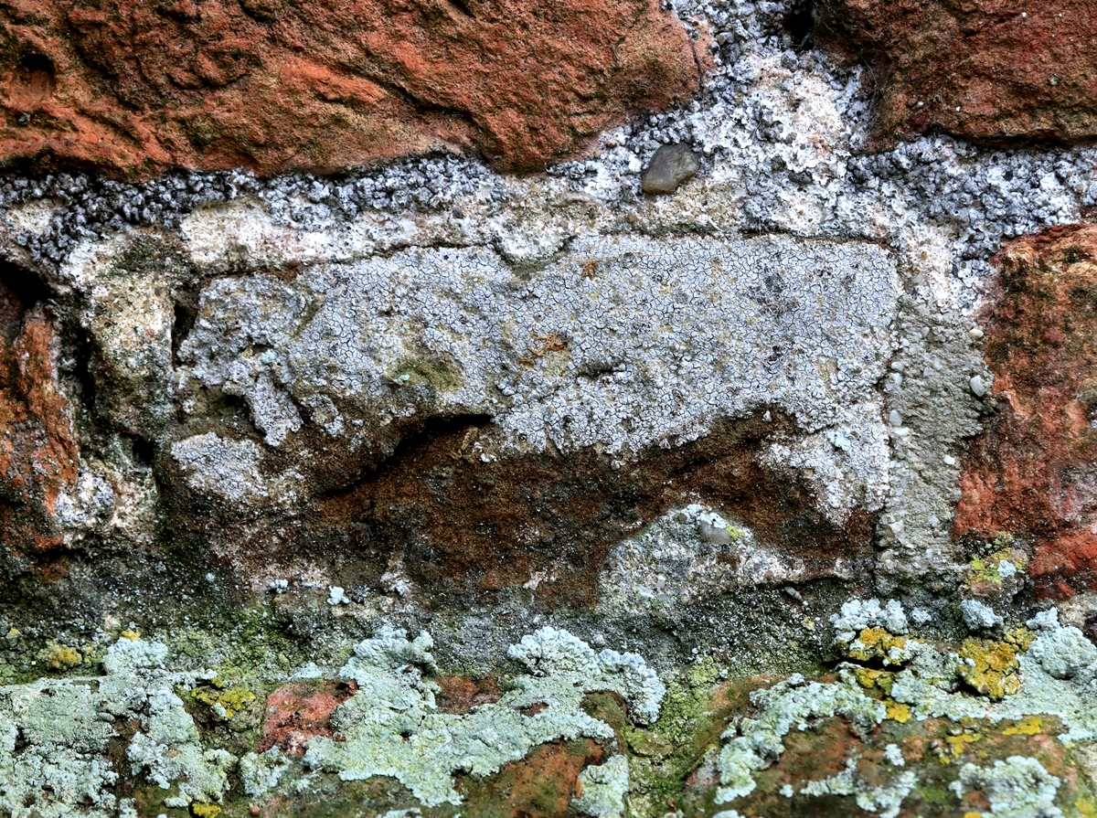 Pachnolepia pruinata (door Ruud van Middelkoop)