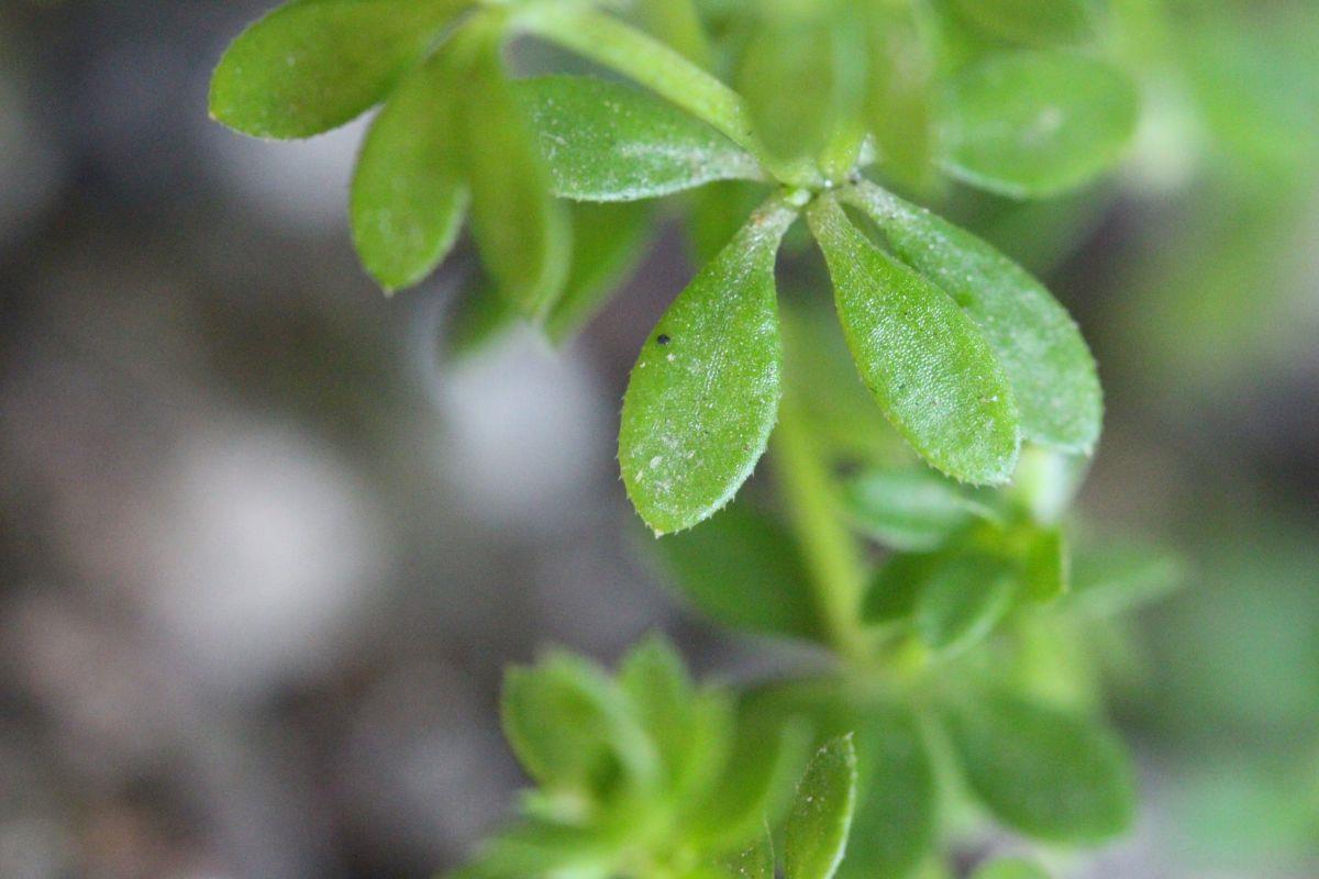 Galium murale (door Niels Eimers)