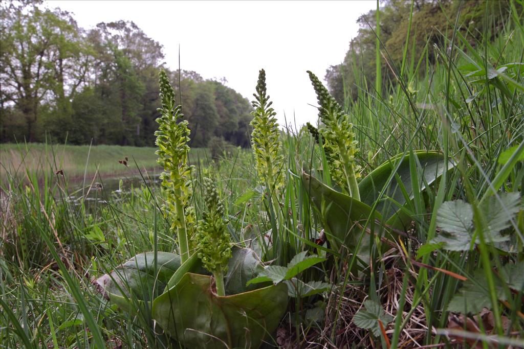 Neottia ovata (door Jelle Hofstra)