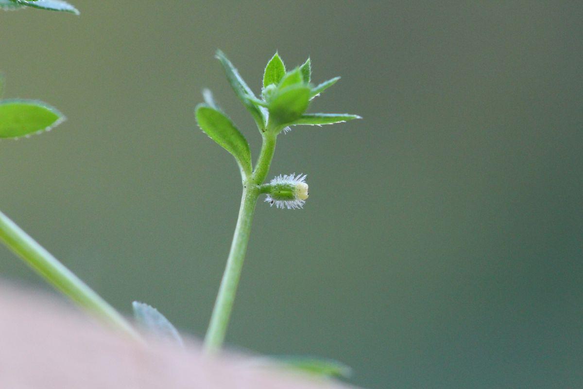 Galium murale (door Niels Eimers)