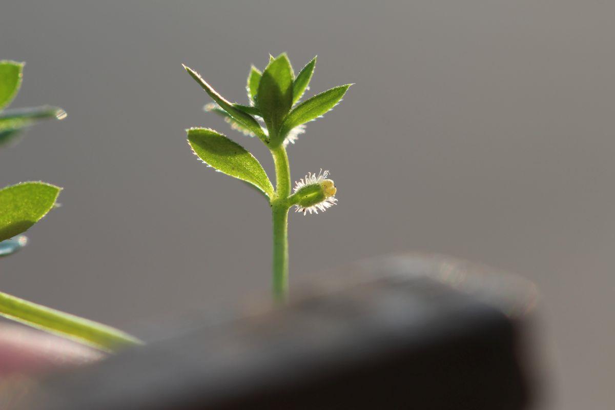 Galium murale (door Niels Eimers)