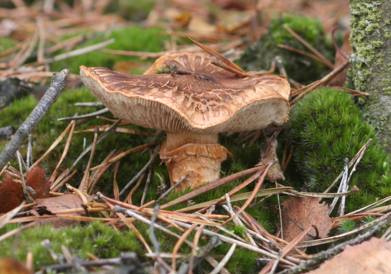 Tricholoma focale (door Harry Wouda)