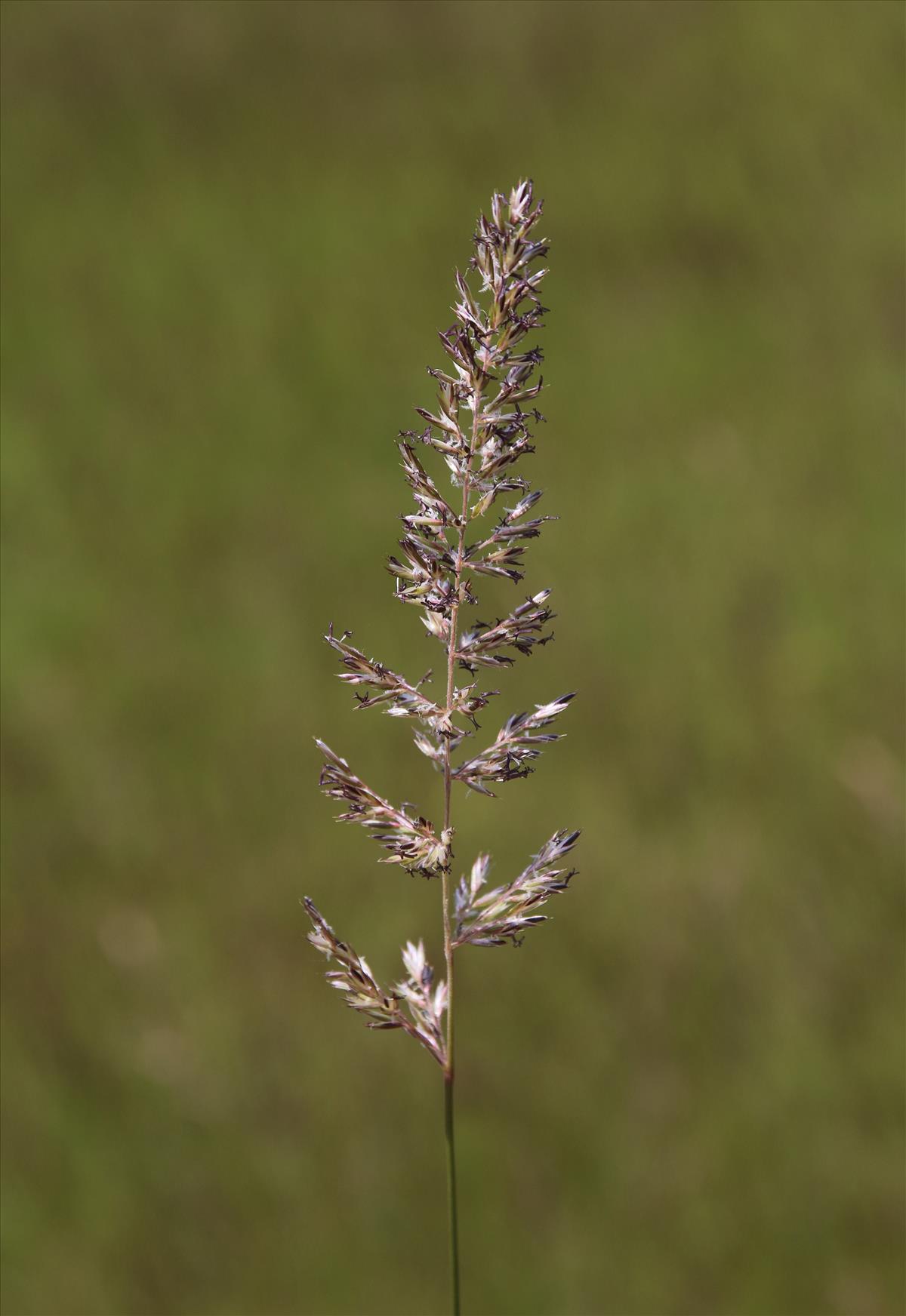 Koeleria pyramidata (door Stef van Walsum)