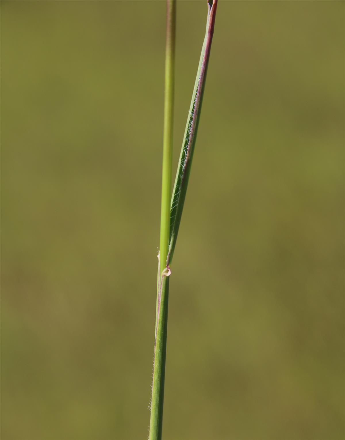 Koeleria pyramidata (door Stef van Walsum)