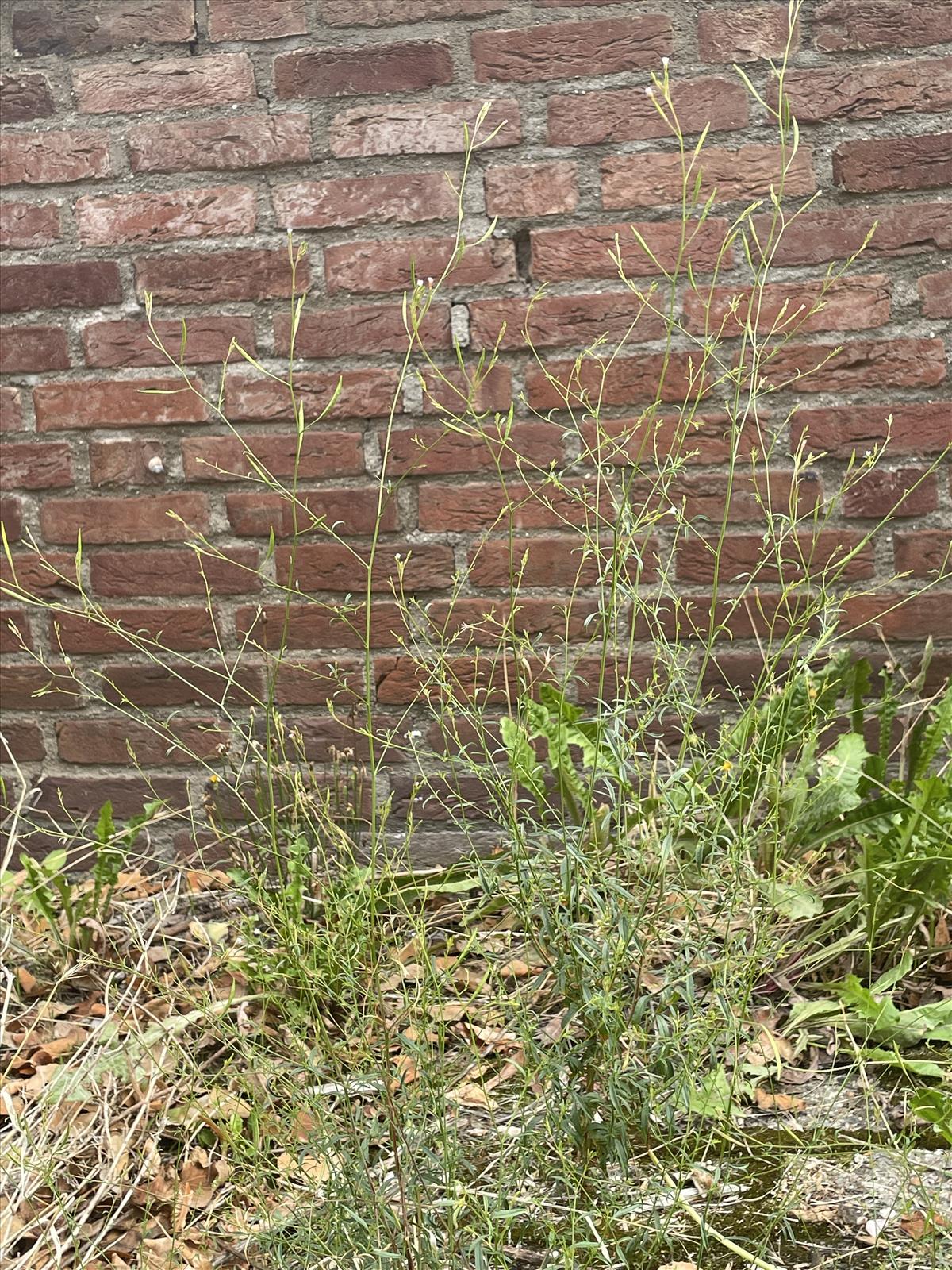Epilobium brachycarpum (door Carleen de Graaf)