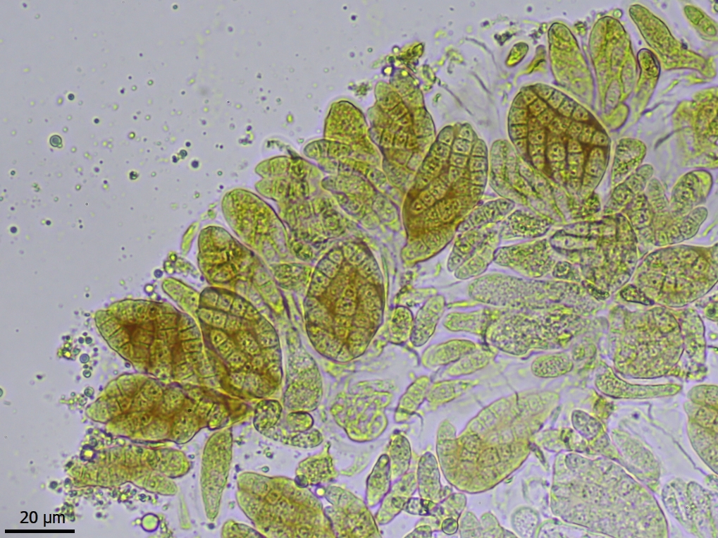 Phylloblastia inexpectata (door Lukas Verboom)