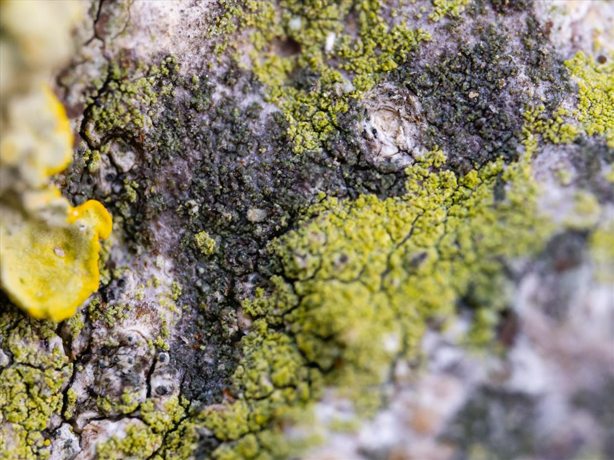 Rinodina pityrea (door Matthijs Molenaar)