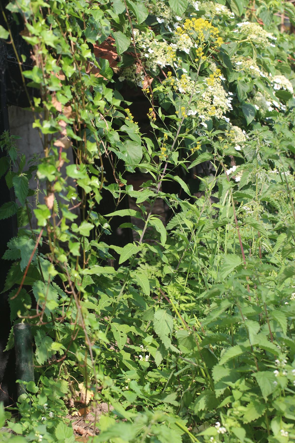 Sisymbrium strictissimum (door Niels Eimers)