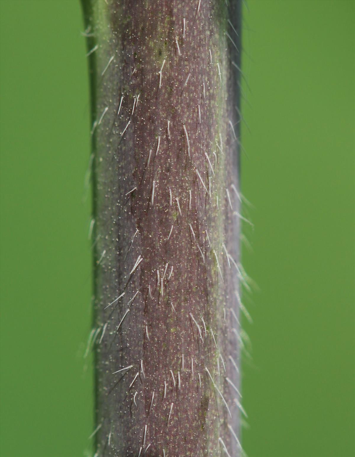 Sisymbrium strictissimum (door Niels Eimers)