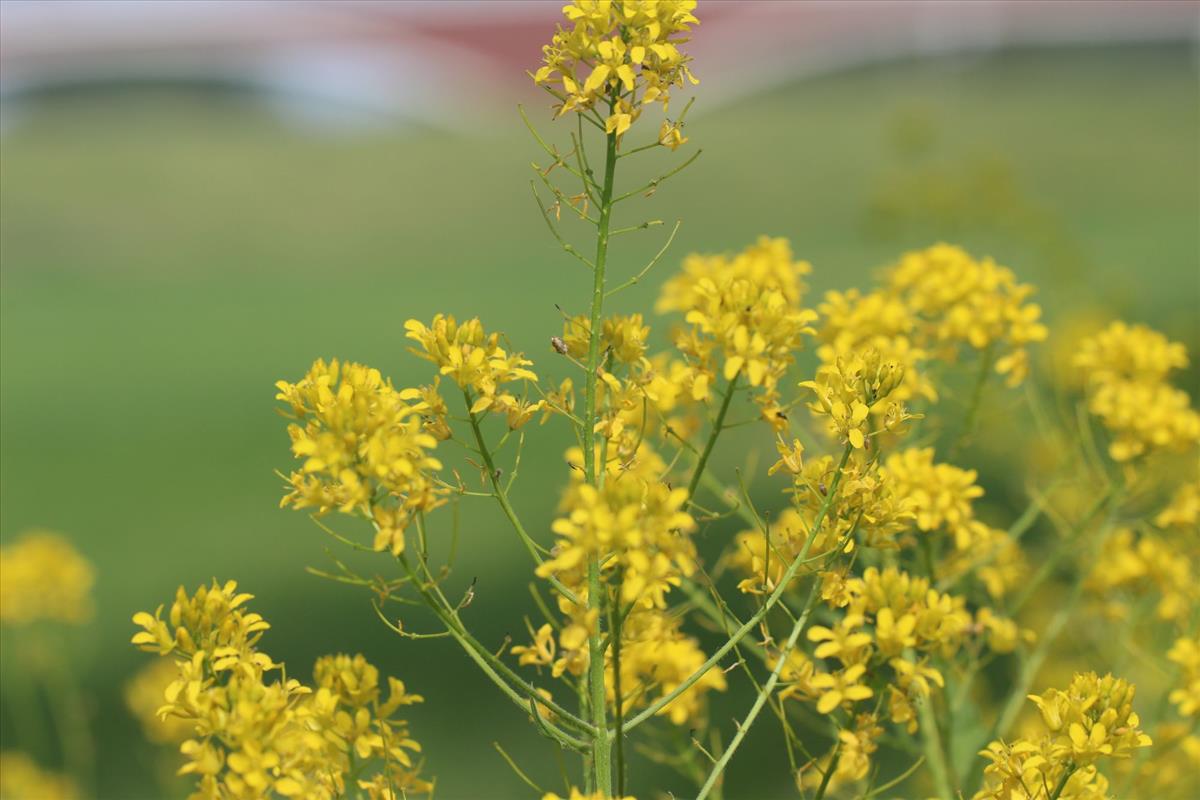 Sisymbrium strictissimum (door Niels Eimers)