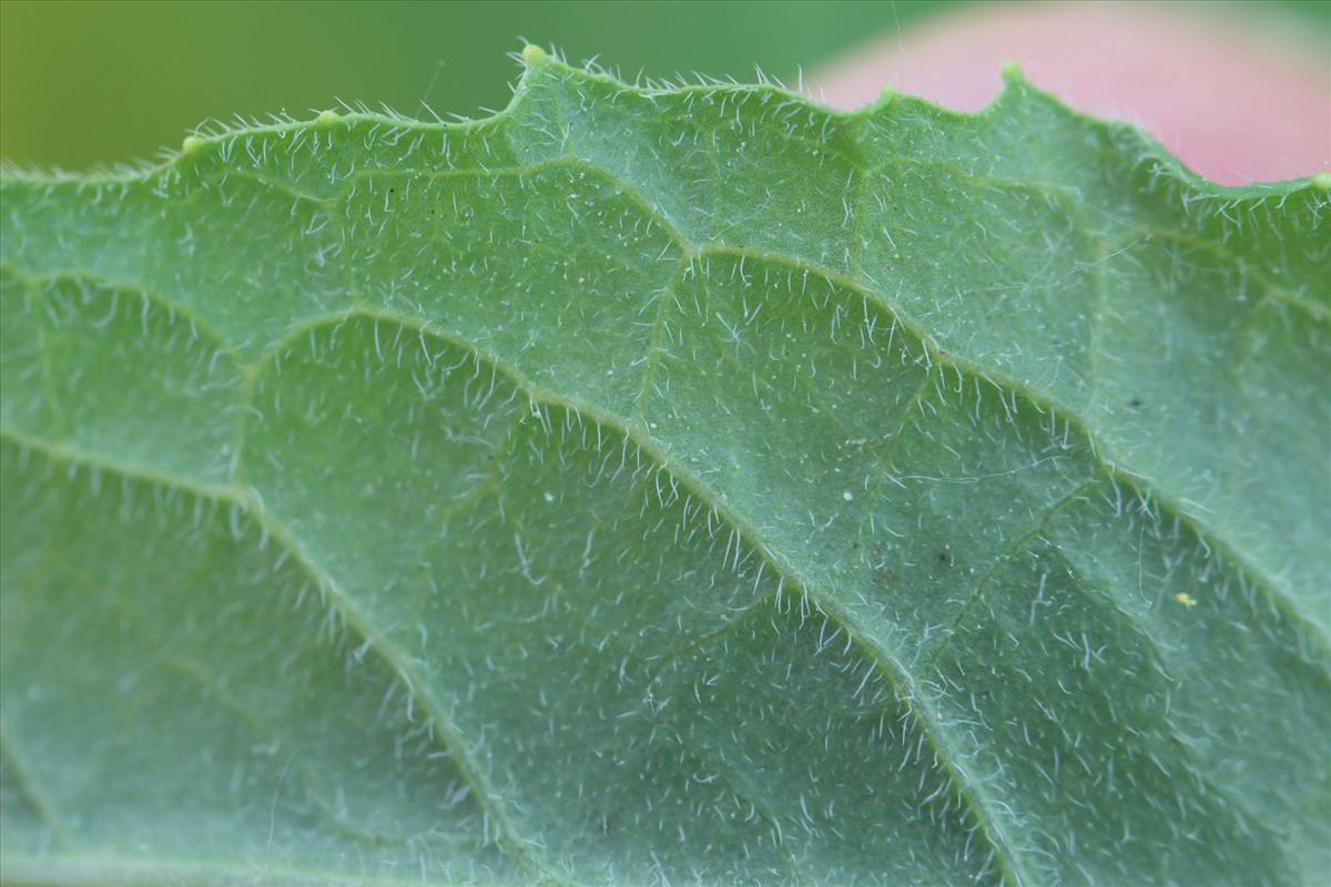 Sisymbrium strictissimum (door Niels Eimers)