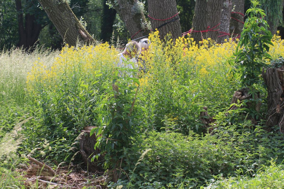 Sisymbrium strictissimum (door Niels Eimers)