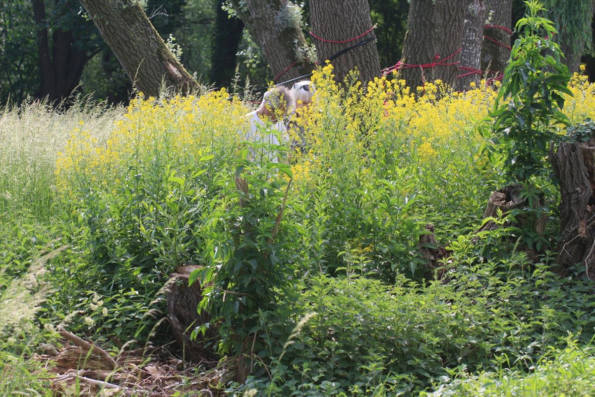 Sisymbrium strictissimum (door Niels Eimers)