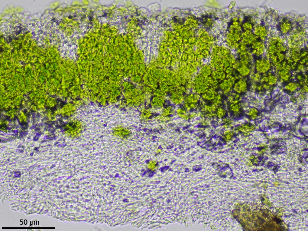 Physcia millegrana (door Lukas Verboom)