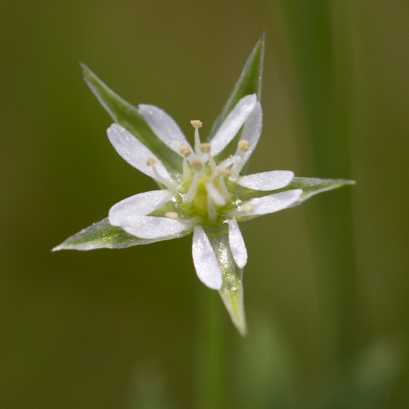 Stellaria alsine (door Valentine Kalwij)