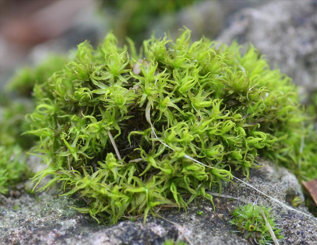 Didymodon sinuosus (door Hans Meijer)