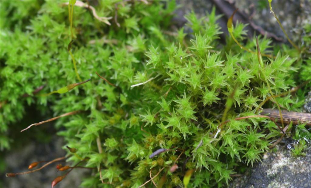 Ceratodon purpureus (door Hans Meijer)