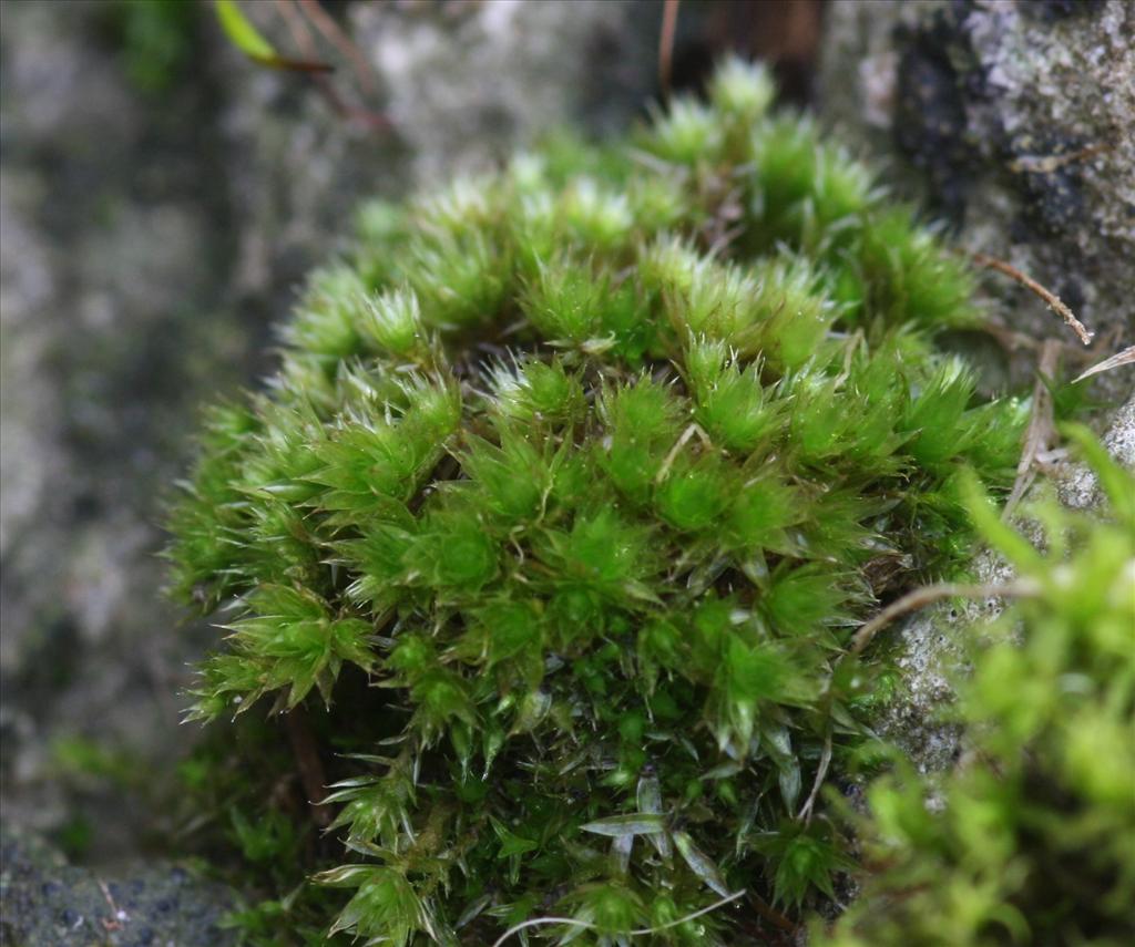 Bryum capillare (door Hans Meijer)