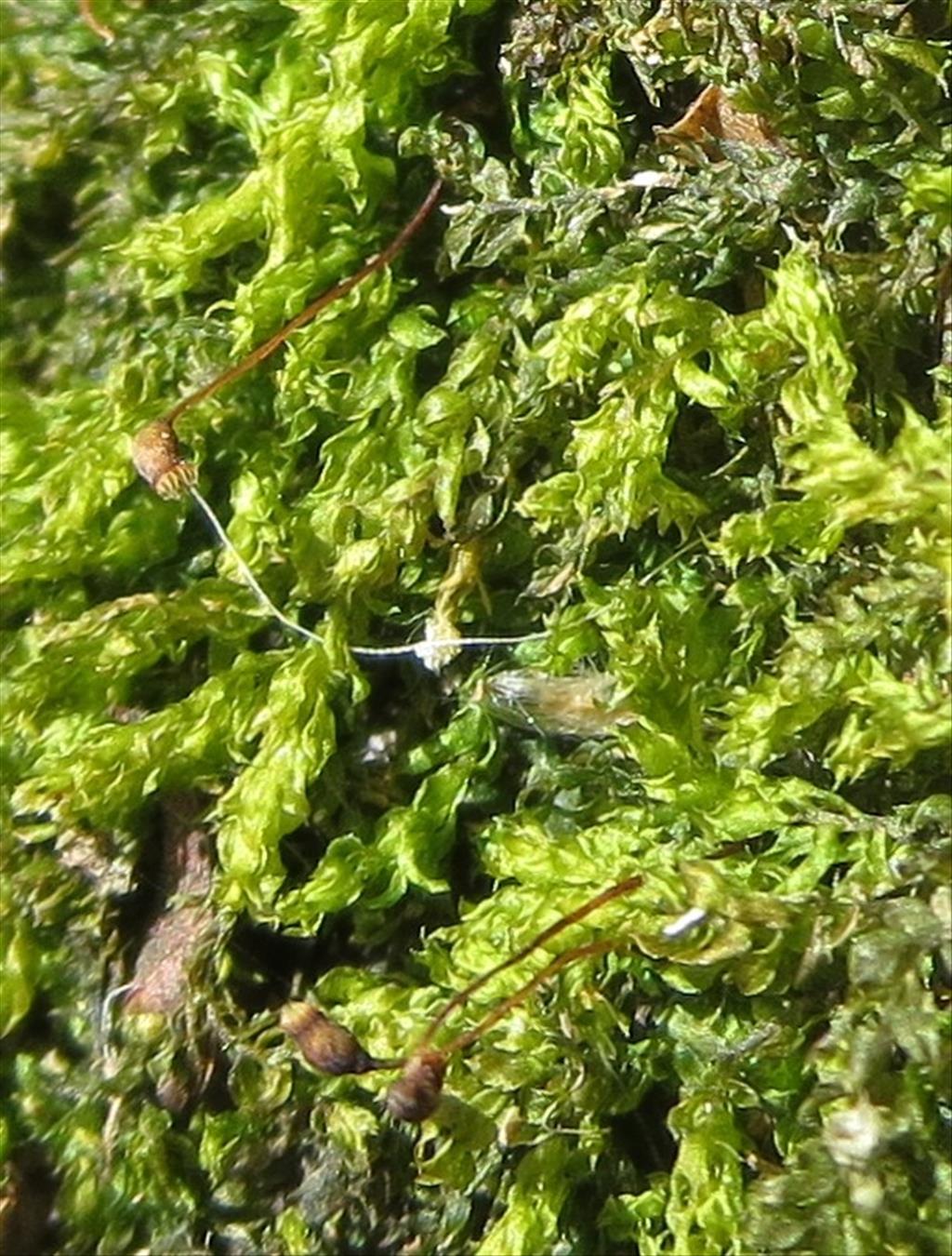 Rhynchostegium rotundifolium (door Koos van der Vaart)