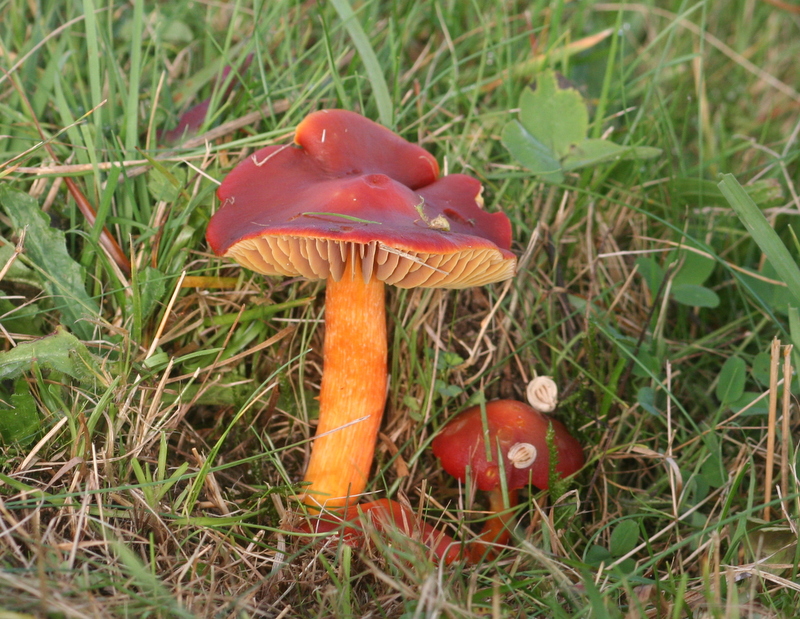 Hygrocybe punicea (door Harry Wouda)