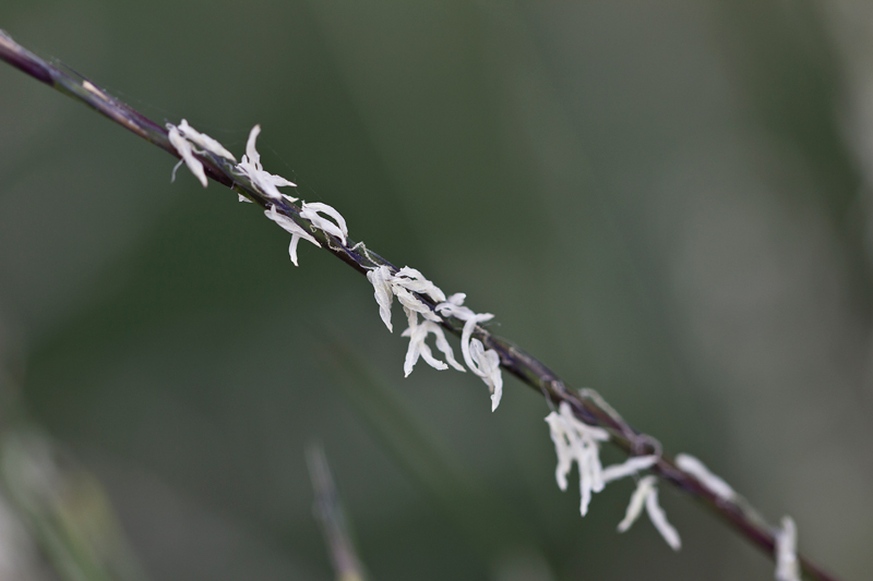 Nardus stricta (door Valentine Kalwij)