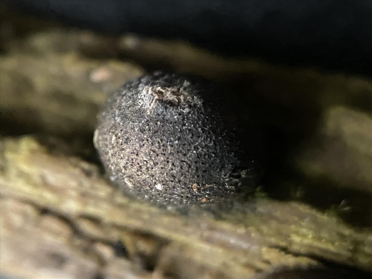 Lycogala maculatum (door Brigitte Bloem)