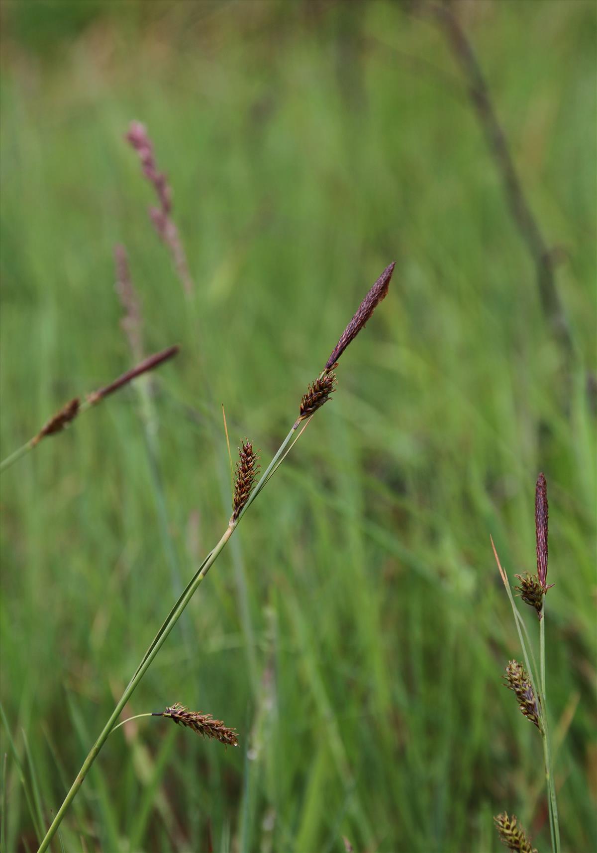 Carex binervis (door Stef van Walsum)