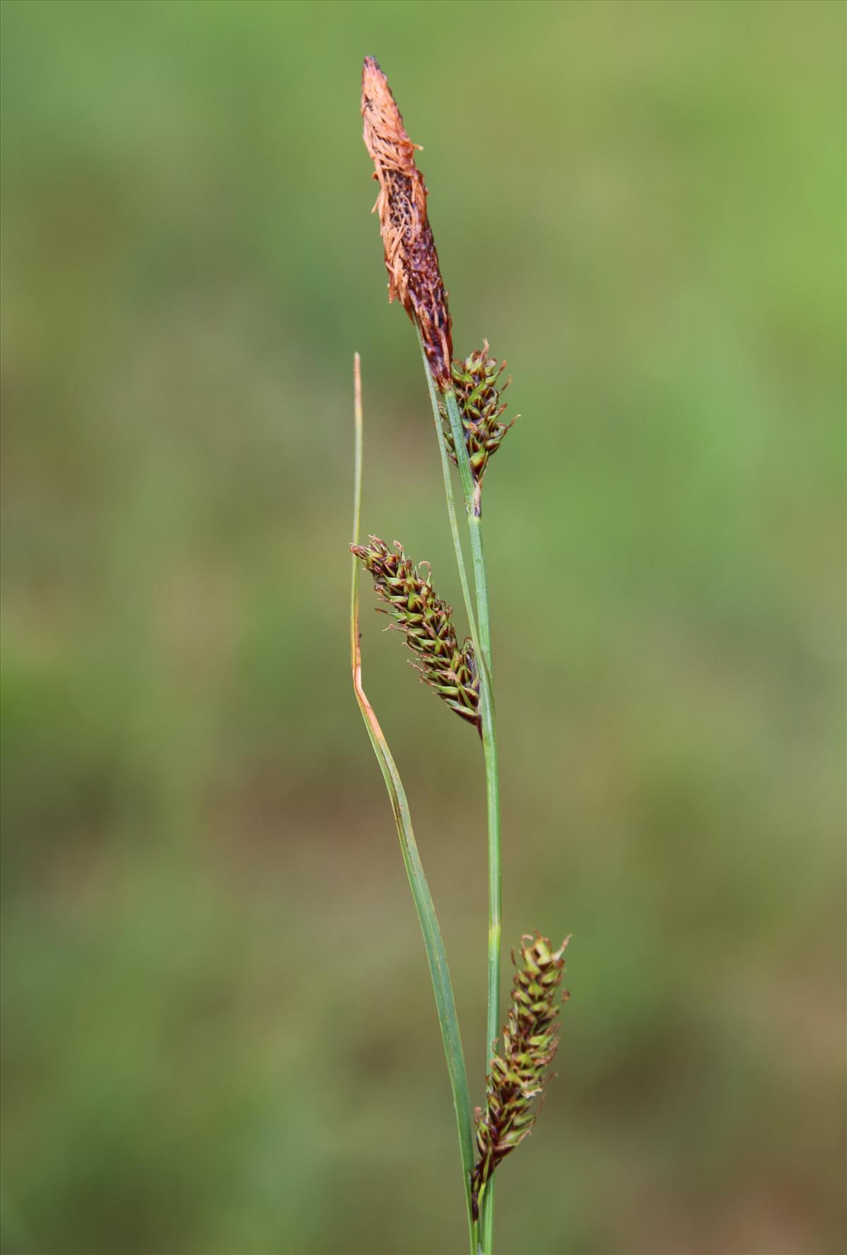 Carex binervis (door Stef van Walsum)