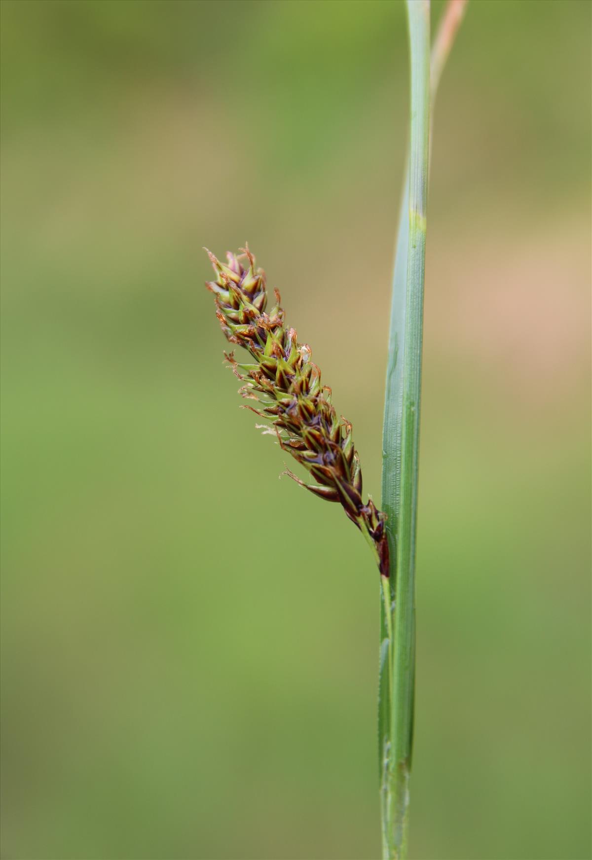 Carex binervis (door Stef van Walsum)