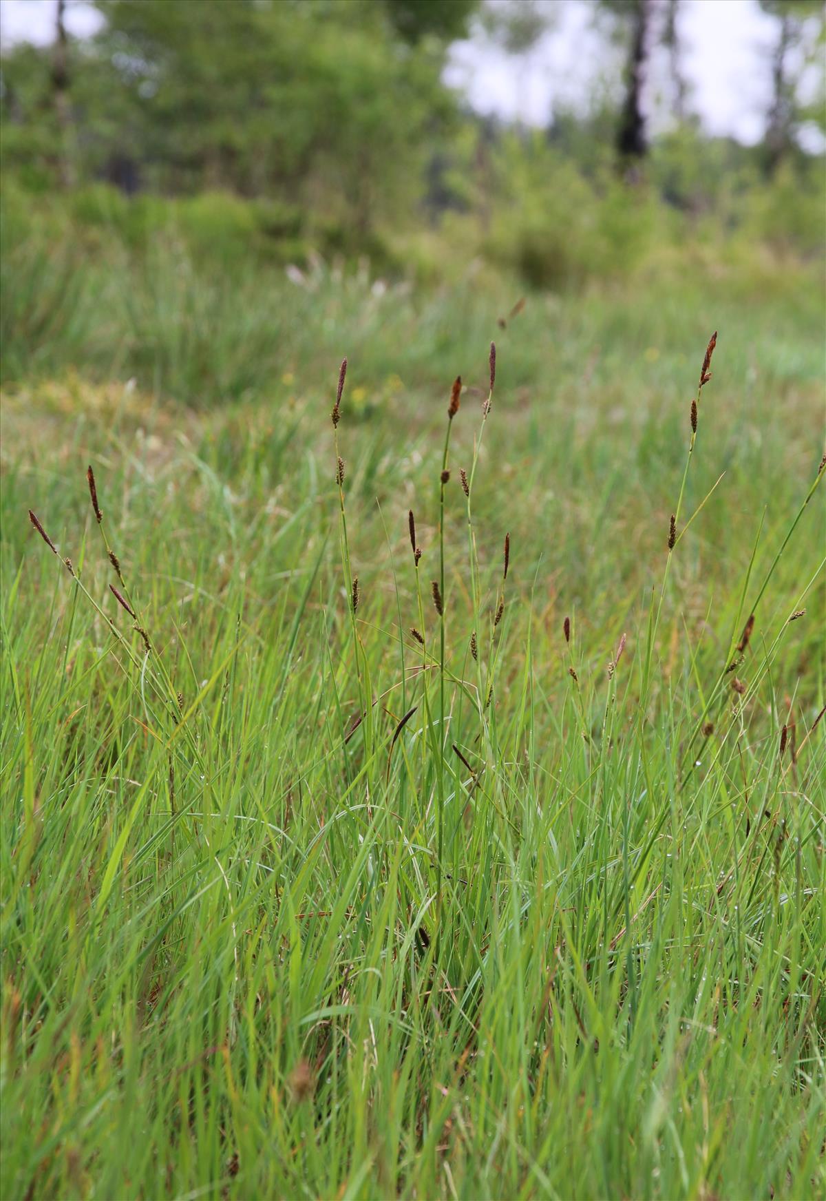 Carex binervis (door Stef van Walsum)
