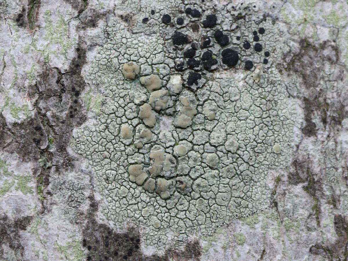 Lecanora confusa (door Tom Schier)