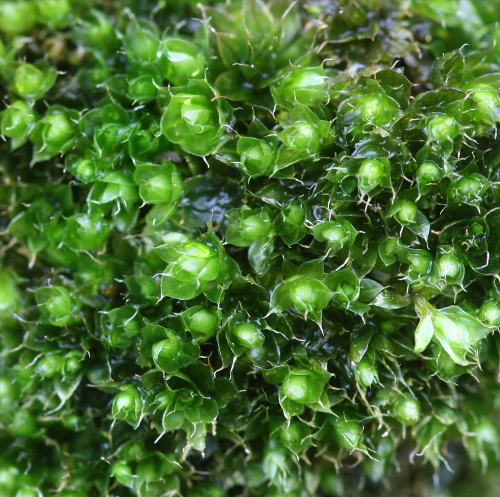 Bryum capillare (door Hans Meijer)