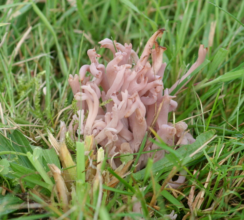 Clavaria zollingeri (door Harry Wouda)