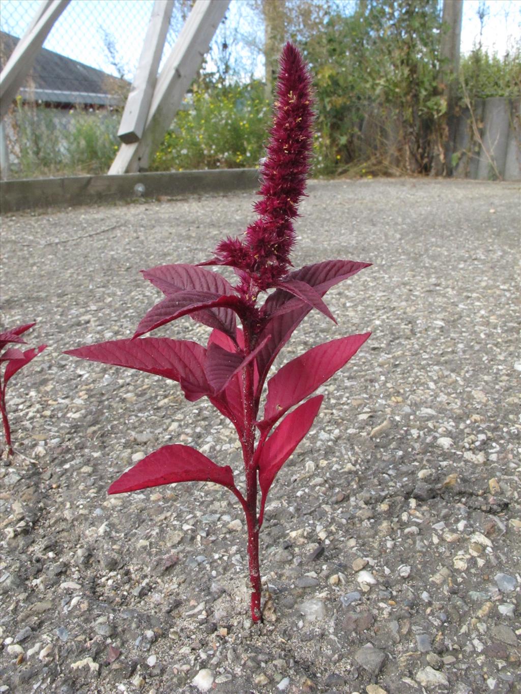 Amaranthus hypochondriacus (door Gertjan van Mill)