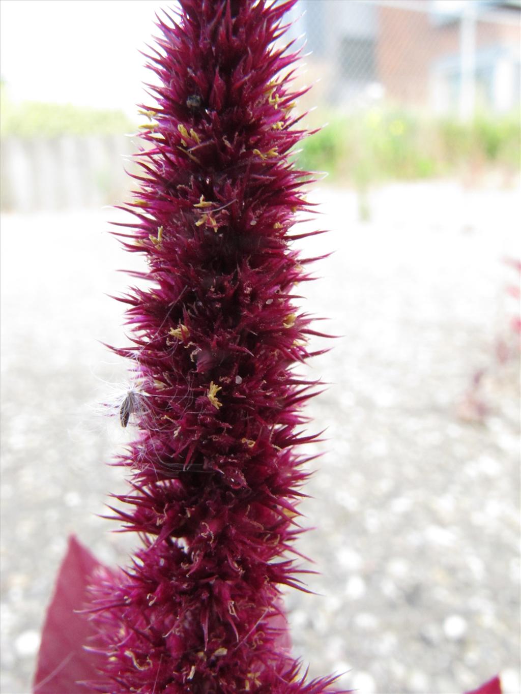 Amaranthus hypochondriacus (door Gertjan van Mill)