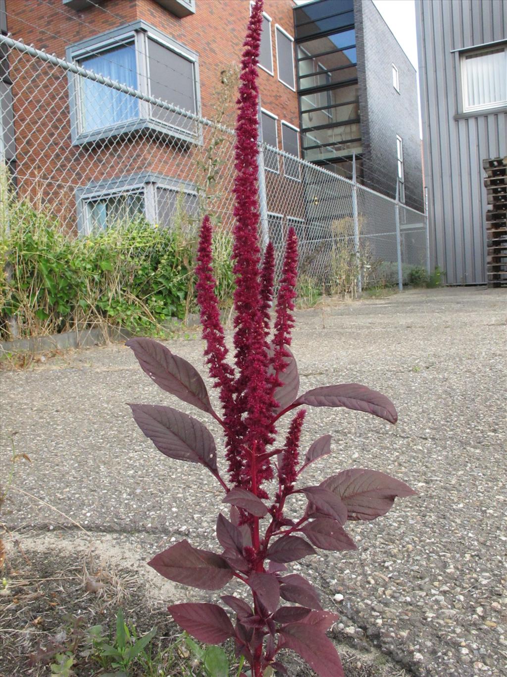 Amaranthus hypochondriacus (door Gertjan van Mill)