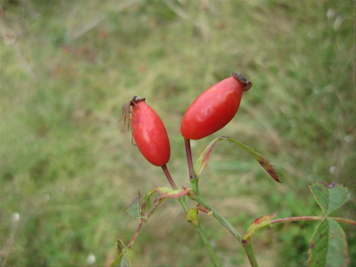 Rosa agrestis (door Sipke Gonggrijp)