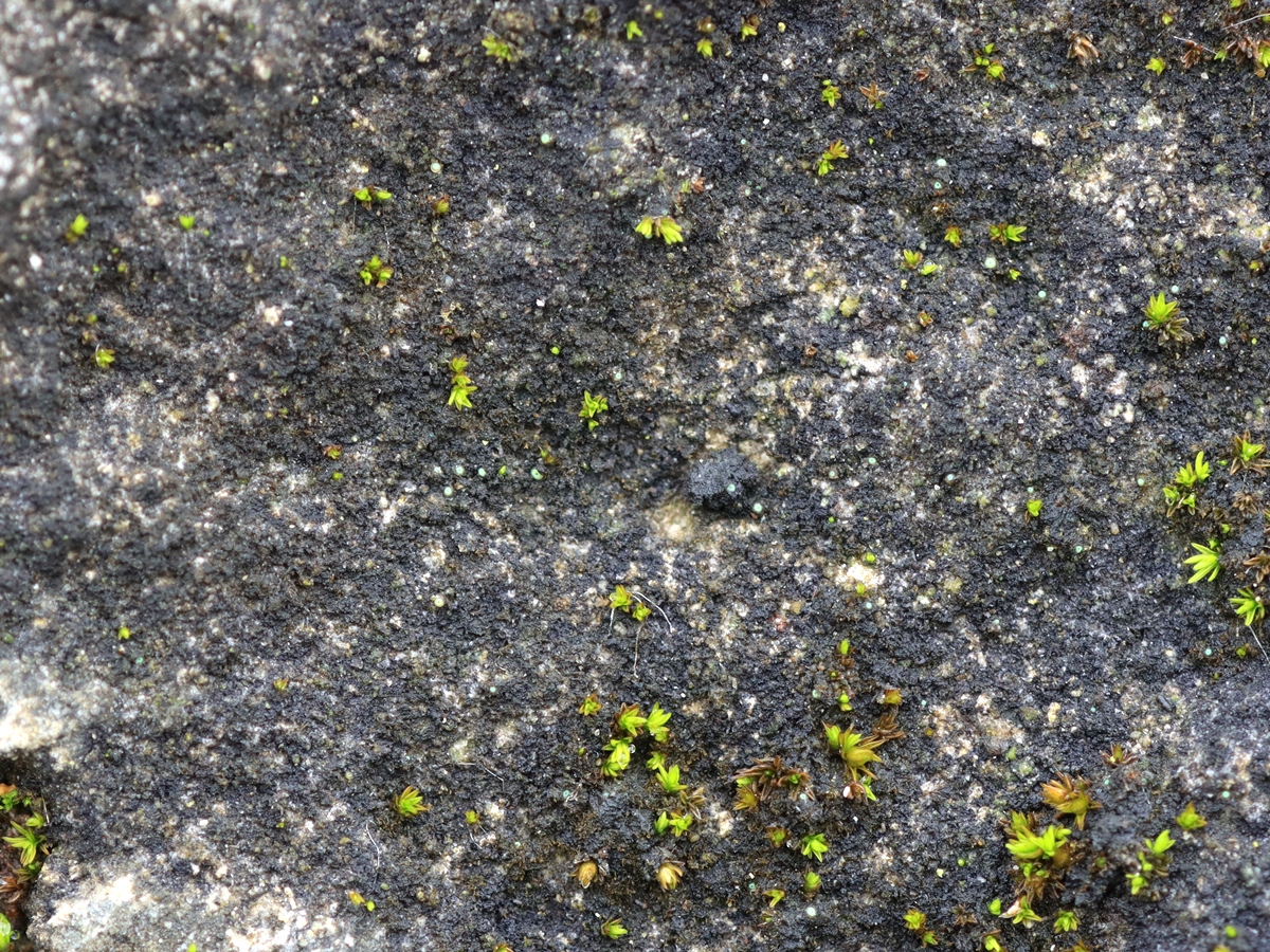 Thelocarpon periphysatum (door Ruud van Middelkoop)