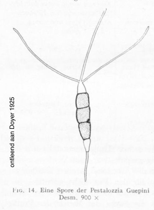 Pestalotiopsis maculans (door Catharina Doyer)