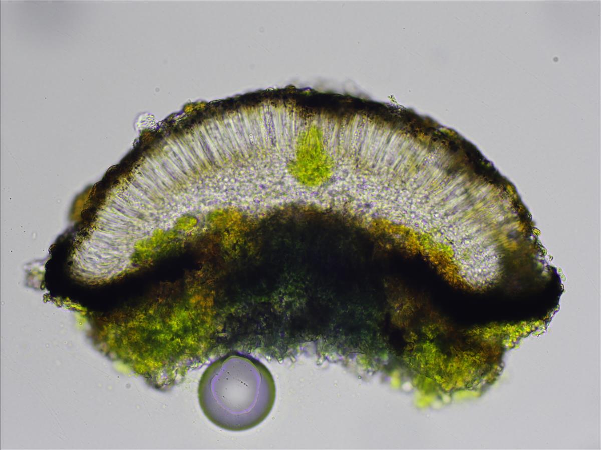 Catillaria atomarioides (door Lukas Verboom)
