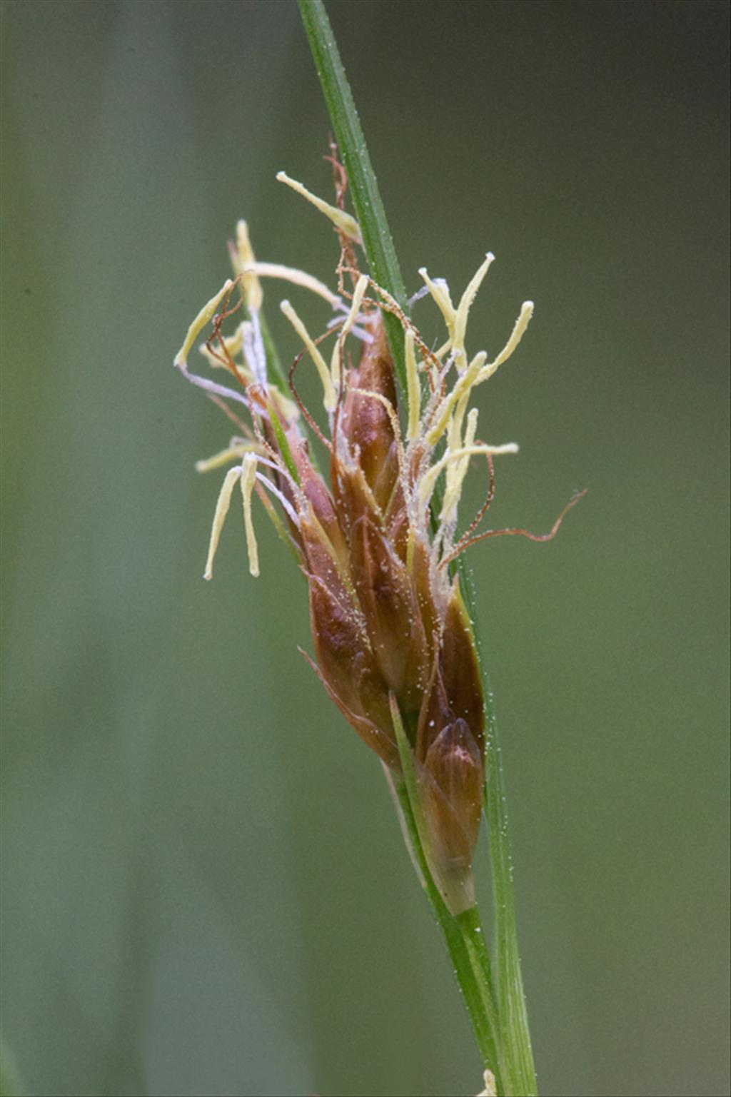 Rhynchospora fusca (door Valentine Kalwij)