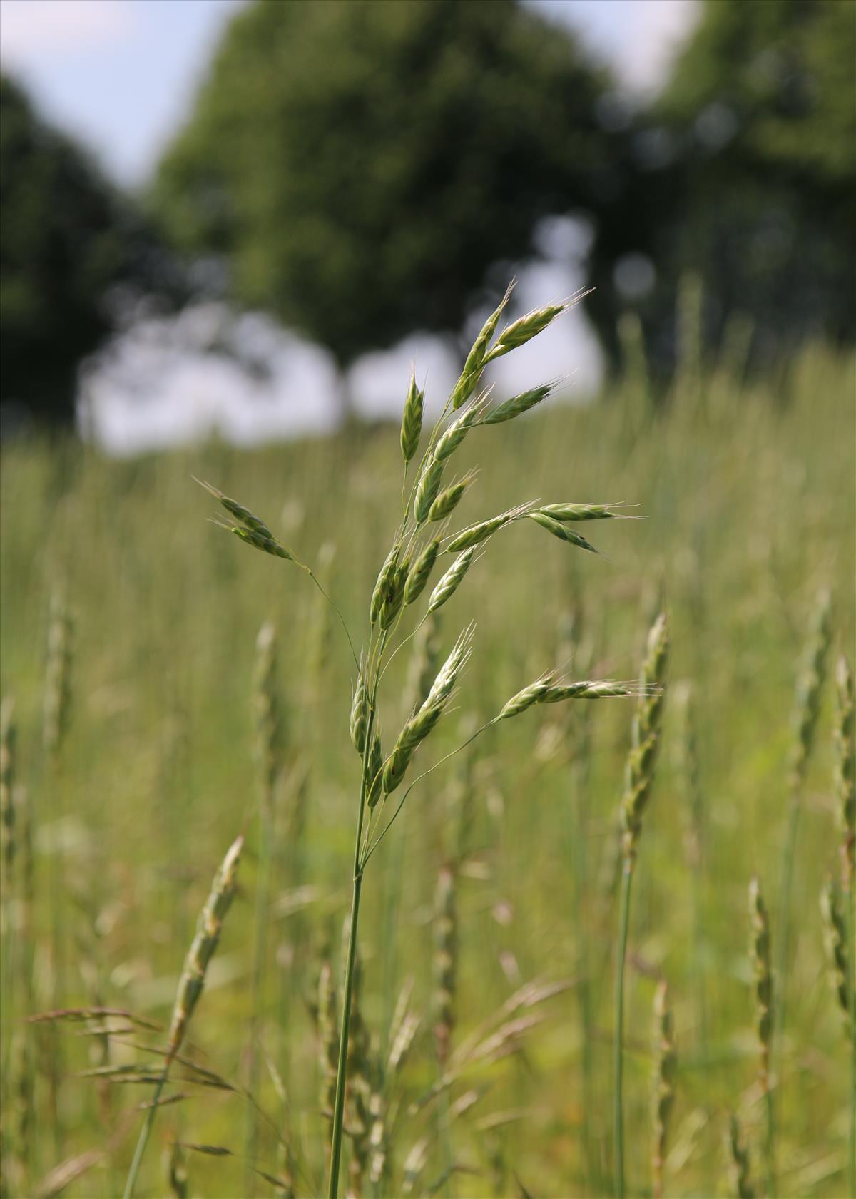 Bromus secalinus (door Stef van Walsum)